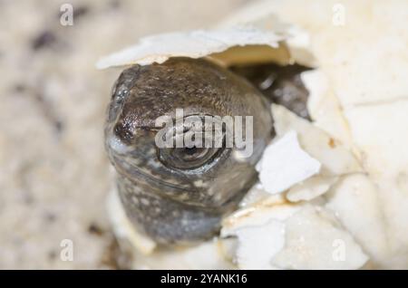 Europäische Teichschildkröte (Emys orbicularis) schlüpft aus Ei. Sussex, Großbritannien Stockfoto