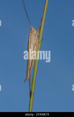 Extramacropterus langgeflügelte Conehead-BRAUNE Form, Tettigoniidae (Conocephalus discolor). Sussex, Großbritannien Stockfoto