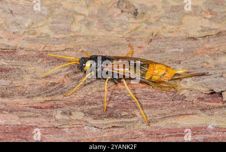 Riesenholzwaschanlage weiblich (Urocerus gigas), Siricidae. Cornwall, Großbritannien Stockfoto