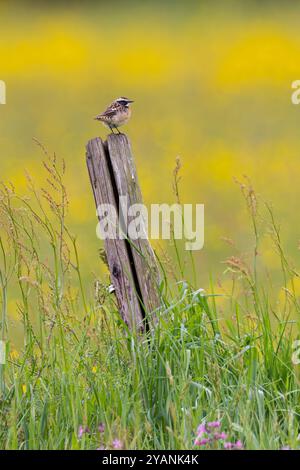 Whinchat (Saxicola rubetra) männlich sitzend auf hölzernem Zaunpfosten auf der Wiese, Hessen, Deutschland Stockfoto