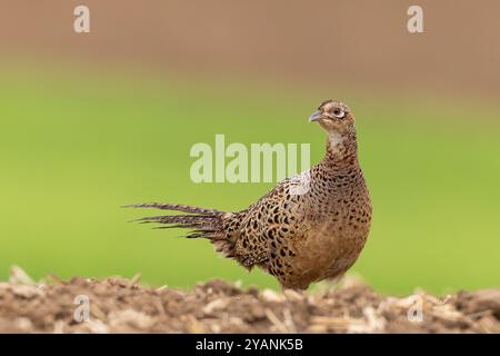 Fasan (Phasianus colchicus) weiblich auf Ackerland, Hessen, Deutschland Stockfoto