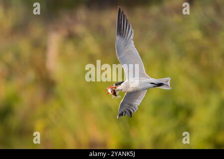 Kaspische Tern (Hydroprogne Caspia) Erwachsener, der mit Fisch in Bill fliegt, Lauwersmeer, Holland Stockfoto