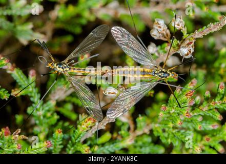 Paar sehr seltener Sussex Tiger Craneflies (Nephrotoma sullingtoniensis). Tipularidae. Sussex, Großbritannien Stockfoto