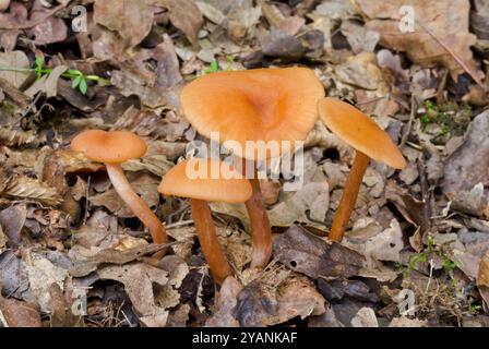 Gruppe des Betrügerpilzes / Toadstools (Laccaria laccata). Amanitidae. Woodland, Sussex, Großbritannien Stockfoto