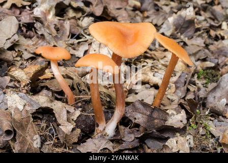 Gruppe des Betrügerpilzes / Toadstools (Laccaria laccata). Amanitidae. Woodland, Sussex, Großbritannien Stockfoto