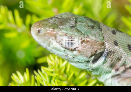 Eidechsenaugenlider von subadulten Western Green Lizard (Lacerta bilineata), Lacertidae. In Gefangenschaft gezüchtetes Reptil Stockfoto