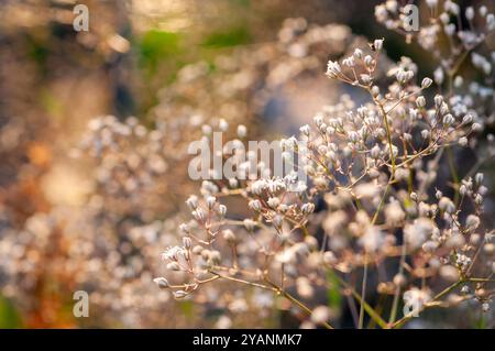 Nahaufnahme von kleinen weißen Blüten an dünnen Stielen, die in warmem, goldenem Abendlicht leuchten. Stockfoto