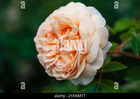 Nahaufnahme einer wunderschön blühenden Julia-Rose von David Austin mit weichen Pfirsichblättern. Stockfoto