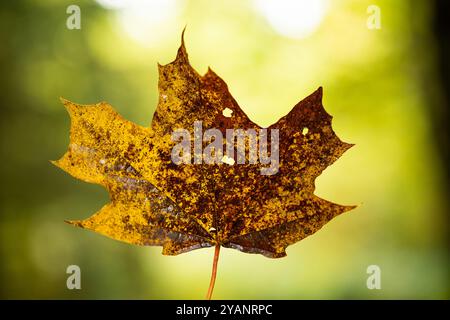 Trockenes, orangefarbenes und gelbes Herbstahornblatt Makroaufnahme. Geringe Schärfentiefe, unfokussierter Naturhintergrund, keine Menschen. Stockfoto