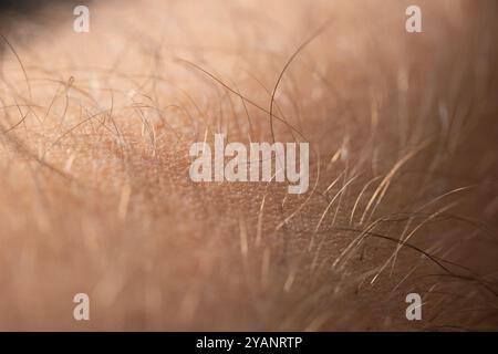 Haut und Haare des kaukasischen Mannes, Makronaht-up-Sho. Stockfoto