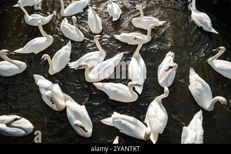 Eine Gruppe von stummen Schwänen am Fluss Great Ouse in Bedford, England Stockfoto