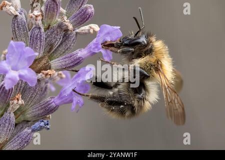 Die Weissschwanzhummel ernährt sich von Lavendel Stockfoto