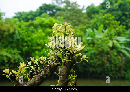 Baum zurück ins Leben, neuer Baum aus Baumstumpf, indische Eiche oder Barringtonia acutangula Baum, Nahansicht von Hijol oder indischer Eiche (Hijal, Hijangal, Hendol) Stockfoto