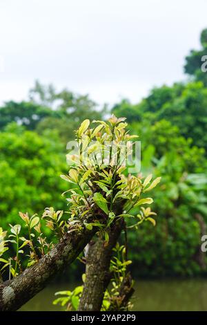 Barringtonia acutangula oder indische Eiche, auch bekannt als Süßwasser-Mangroven, Iitchybäume und Mangoflüchten. Ein neuer Baum wächst aus einem Stumpf, ein Baum zurück zum Leben, ein neuer Baum aus einem Stumpf. Stockfoto