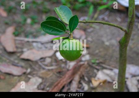 Big Cam sành oder King Orange hängt am Ast mit seinen Blättern im Obstgarten Stockfoto