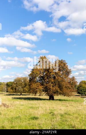 Herbsteichenlandschaft an einem sonnigen Tag, vertikales Format Stockfoto