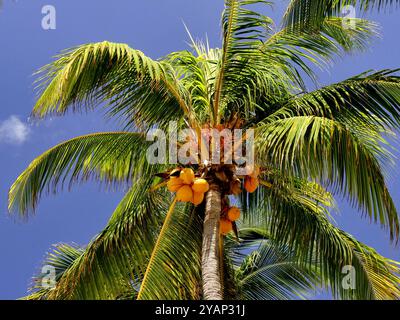 Kokosnussfrüchte hängen in Kokosnussbaum oben auf Kokospalme, im Sonnenlicht. Flachwinkelansicht Stockfoto