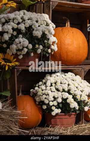 Weiße Chrysanthemen in Blumentöpfen mit Kürbissen im rustikalen Herbstdekor an einem sonnigen Tag. Konzept der saisonalen Dekoration und festlichen Feierlichkeiten Stockfoto