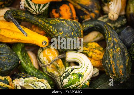 Nahaufnahme gemischter Zierkürzel und Kürbisse in verschiedenen Formen und Farben bei der Herbsternte. Konzept von Herbstgemüse und festlicher Dekoration Stockfoto