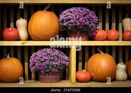 Lebhafte Herbstpräsentation mit Kürbissen und lila Chrysanthemen in Blumentöpfen auf Holzregalen unter der warmen Sonne Stockfoto