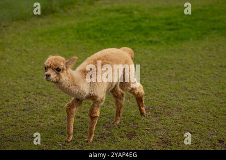 Niedliches Alpaka, das auf einer Farm an einem bewölkten Tag auf dem Gras steht, zeigt weiche braune Wolle. Das Konzept der Alpakahaltung, des Viehbestands und der Natur Stockfoto