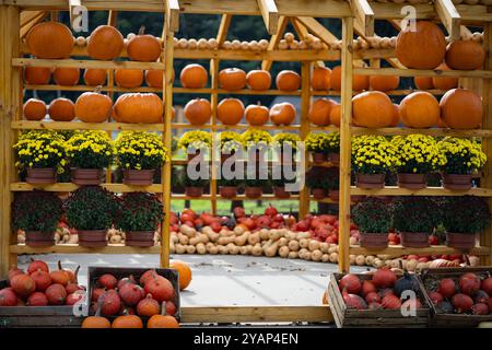 Farbenfrohe Bauernhöfe mit Kürbissen, Kürbissen und Topfblumen, die während des Herbstfestes auf Holzregalen angeordnet sind Stockfoto