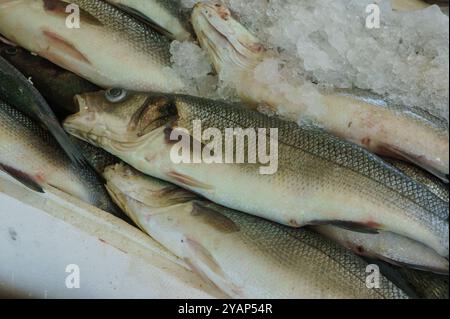 Mehrere ganze Wolfsbarsche werden auf einem Eisbett auf einem Fischmarkt gezeigt. Die Fische stapeln sich übereinander, wobei Schuppen und Fleisch sichtbar sind. Stockfoto