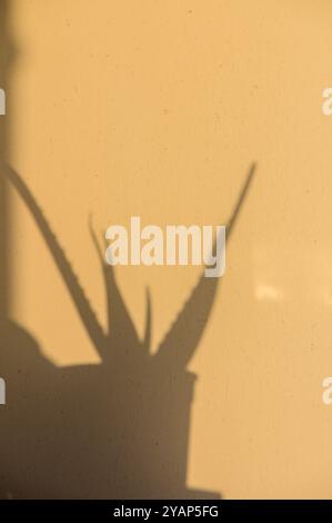 Sonnenlicht filtert durch ein Fenster und beleuchtet den fesselnden Schatten einer Aloe Vera Pflanze gegen eine weiche gelbe Wand, was ein Gefühl der Ruhe und W weckt Stockfoto