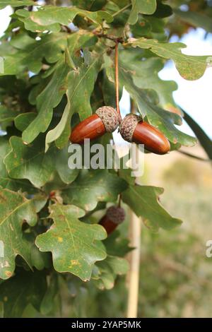 Zwei Eicheln hängen vor einem Hintergrund grüner Blätter. Die glatten braunen Muscheln haben einen glänzenden Glanz, während die Oberteile mit Kappen verziert sind. Stockfoto