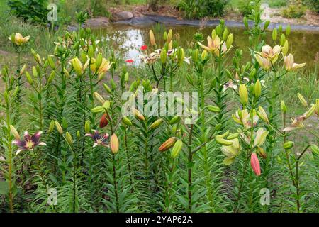 Hüttengarten. Lilien im Gewächshaus. Wachsende Blumen. Sonniger Tag. Stockfoto