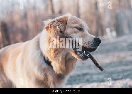 Happy Golden Retriever, der einen Stock trägt. Stockfoto