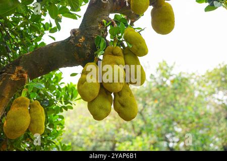 Jackfrucht-Baum mit vielen Jackfrüchten. Gelbe große Jackfrüchte hängen vom Jackfruit-Baum. Der wissenschaftliche Name der Jackfrucht ist Artocarpus heterophyllus. Stockfoto