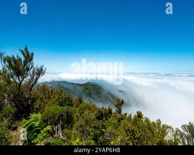 Blick vom sogenannten Feengarten auf Madeira über die Wolkendecke. Alte Lorbeerbäume sind im Vordergrund zu sehen. Stockfoto