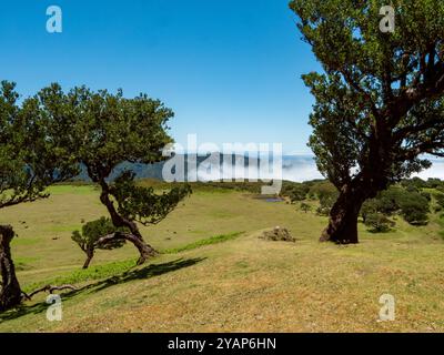 Blick vom sogenannten Feengarten auf Madeira über die Wolkendecke. Alte Lorbeerbäume sind im Vordergrund zu sehen. Stockfoto