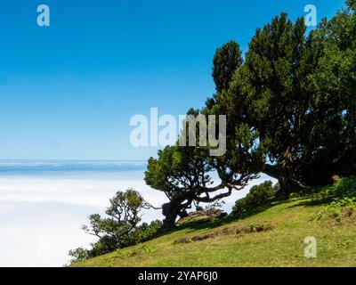 Blick vom sogenannten Feengarten auf Madeira über die Wolkendecke. Alte Lorbeerbäume sind im Vordergrund zu sehen. Stockfoto