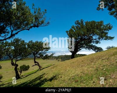 Blick vom sogenannten Feengarten auf Madeira über die Wolkendecke. Alte Lorbeerbäume sind im Vordergrund zu sehen. Stockfoto