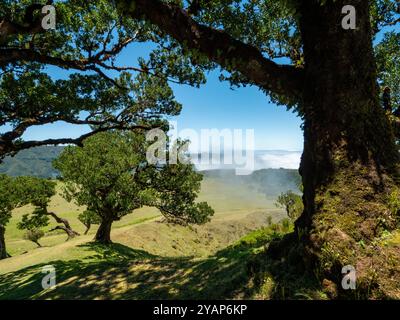 Blick vom sogenannten Feengarten auf Madeira über die Wolkendecke. Alte Lorbeerbäume sind im Vordergrund zu sehen. Stockfoto