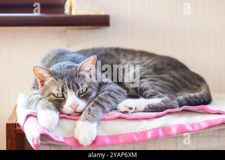 Eine schöne Katze liegt bequem auf einer weichen rosa-weiß gemusterten Decke und genießt ihren gemütlichen Ruheplatz Stockfoto