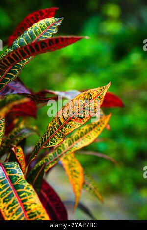 Grn Gelb Rot Bltter Croton Anlage - Garten Pflanze Bltter - Bltter in  der Nhe von Stockfotografie - Alamy