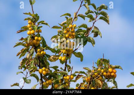 Apfelbaum, Europäischer Krabbenapfel (Malus sylvestris), Strucklahnungshörn, Nordstrand, Nordfriesland, Schleswig-Holstein, Deutschland Stockfoto