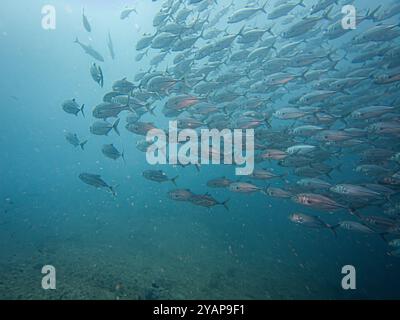 Eine große Schule von Big Eye Trevally, Jackfish oder Caranx sexfasciatus, außerhalb von Puerto Galera, Philippinen Stockfoto