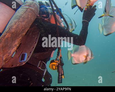 Schule von Platax Teira, Longfin Spadefish oder Fledermausfisch, und ein Taucher Puerto Galera, Philippinen. Das ist in der Mitte des Korallendreiecks Stockfoto