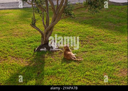 In einem ruhigen Garten ruht eine grau-weiße Katze auf dem grünen Gras, während sich eine Ingwerkatze in der Nähe im Schatten eines Olivenbaums entspannt Stockfoto