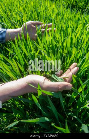 Farmer Maisfeld und Setzlinge Bild von Paul Slater Stockfoto