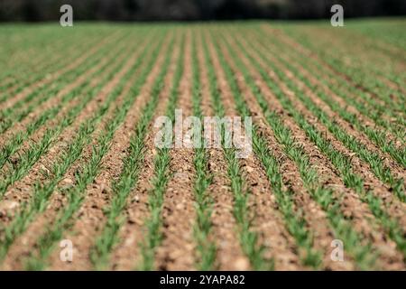 Farmer Maisfeld und Setzlinge Bild von Paul Slater Stockfoto