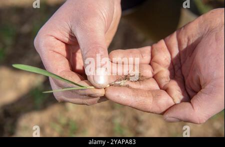 Farmer Maisfeld und Setzlinge Bild von Paul Slater Stockfoto