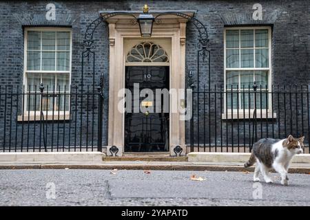 London, England, Großbritannien. Oktober 2024. LARRY, die Katze aus der Downing Street, wird vor Nummer 10 gesehen. (Kreditbild: © Tayfun Salci/ZUMA Press Wire) NUR REDAKTIONELLE VERWENDUNG! Nicht für kommerzielle ZWECKE! Quelle: ZUMA Press, Inc./Alamy Live News Stockfoto