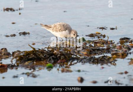 Sanderling (Calidris alba) im Wintergefieder auf der Suche am Wasserrand bei Ebbe Stockfoto