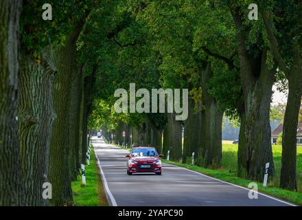 Heinersdorf, Deutschland. Oktober 2024. Eine Allee mit alten Eichen im Osten Brandenburgs. Der Tag der Avenue findet am 20. Oktober statt. Mit diesem Tag möchte eine Allianz von Naturschützern und Tourismusorganisationen die Aufmerksamkeit auf die Schönheit und Gefahren von baumgesäumten Straßen im Herbst lenken. Im Land Brandenburg gibt es rund 1800 Kilometer Alleen. Quelle: Patrick Pleul/dpa/Alamy Live News Stockfoto