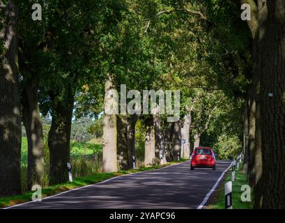 Heinersdorf, Deutschland. Oktober 2024. Eine Allee mit alten Eichen im Osten Brandenburgs. Der Tag der Avenue findet am 20. Oktober statt. Mit diesem Tag möchte eine Allianz von Naturschützern und Tourismusorganisationen die Aufmerksamkeit auf die Schönheit und Gefahren von baumgesäumten Straßen im Herbst lenken. Im Land Brandenburg gibt es rund 1800 Kilometer Alleen. Quelle: Patrick Pleul/dpa/Alamy Live News Stockfoto